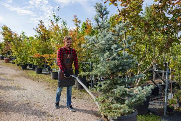 Best Tree Mulching  in Morenci, MI